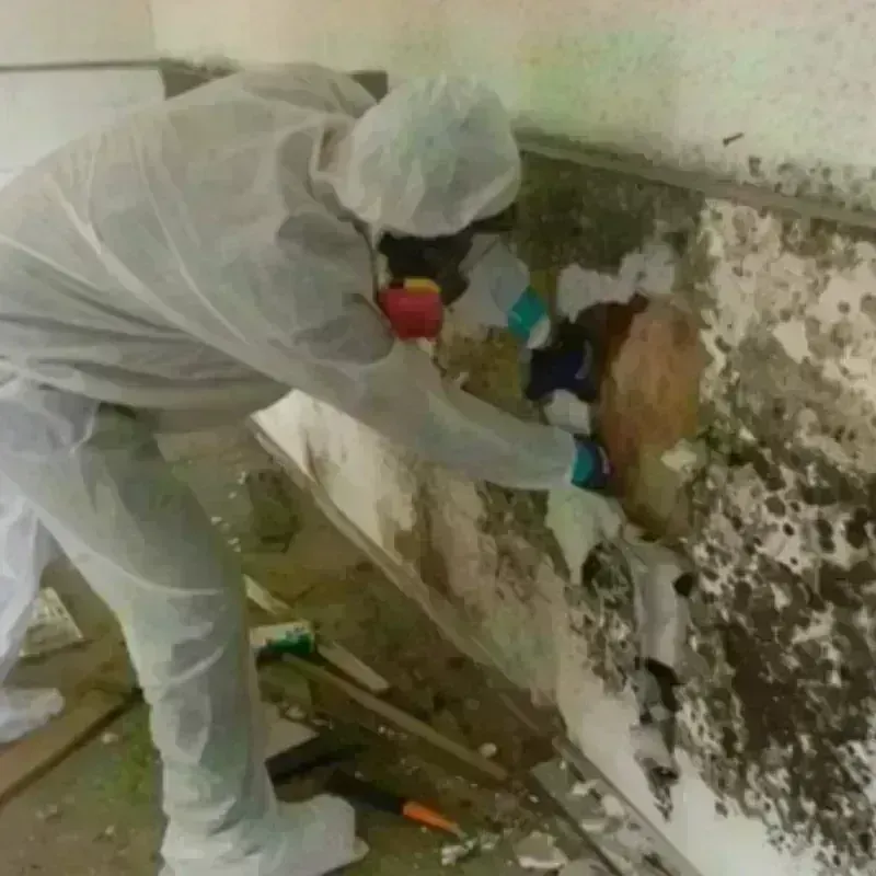 Mold Remediation and Removal in Big Park, AZ